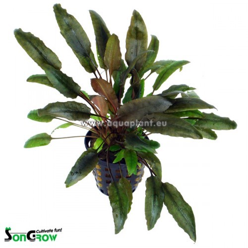 Cryptocoryne indonesii en pot