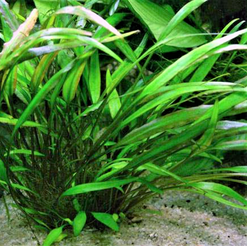 Cryptocoryne willisii en pot
