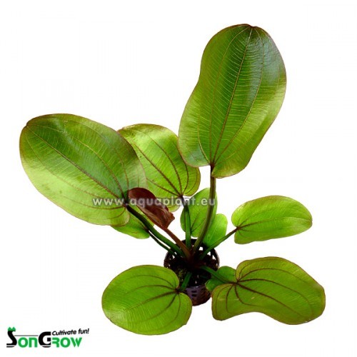 Echinodorus compacta en pot