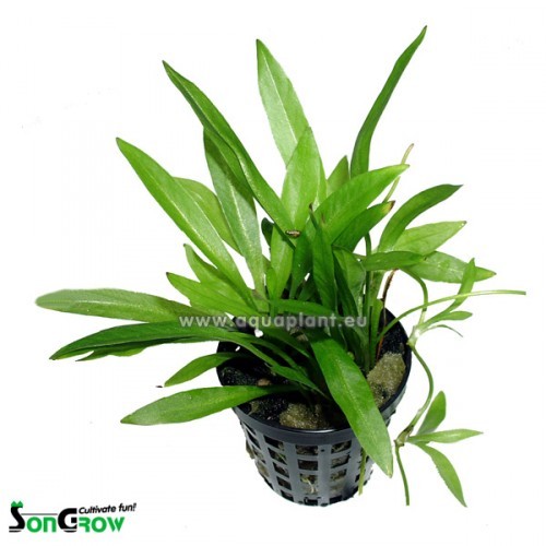 Echinodorus magdalenensis