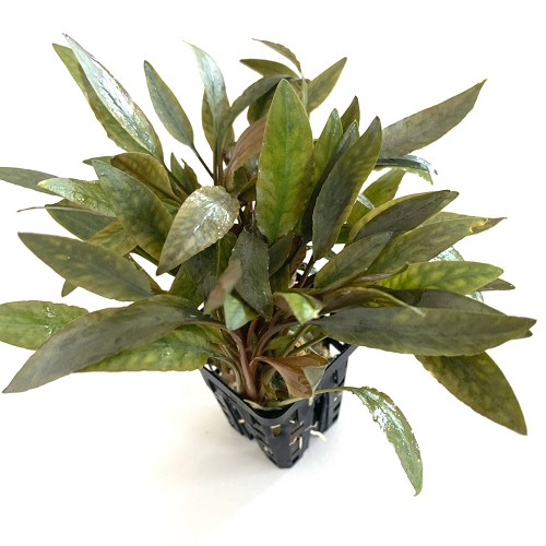 Cryptocoryne species marron en pot