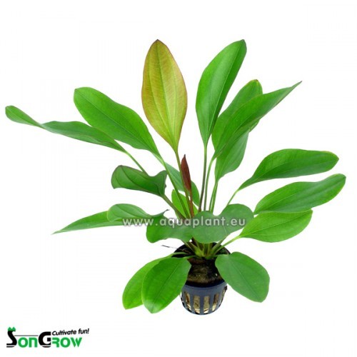 Echinodorus barthii - Amazone Rouge en pot