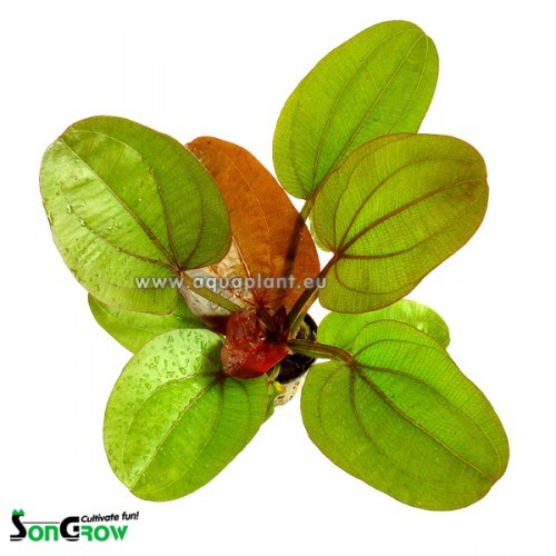 Echinodorus reni en pot
