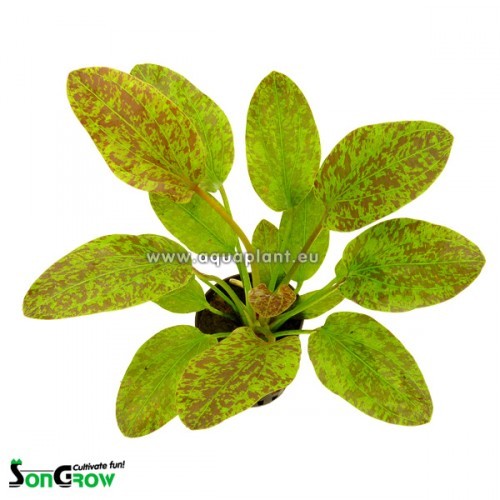 Echinodorus green flame en pot