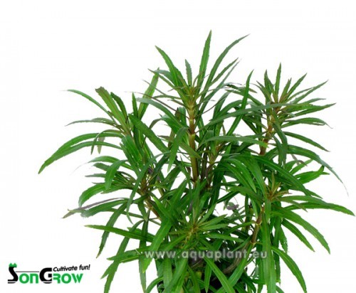 Eustralis stellata feuilles larges en pot
