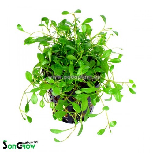 Glossostigma elantinoides - Langue d'Australie en pot
