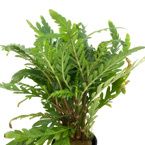 Hygrophila pinnatifida - Hygrophile des Indes en pot