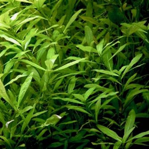 Hygrophila polysperma - Hygrophila du Siam en pot
