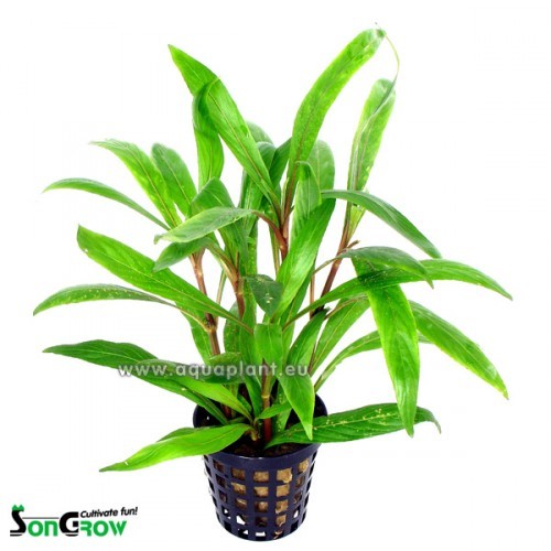 Hygrophila salicifolia en pot