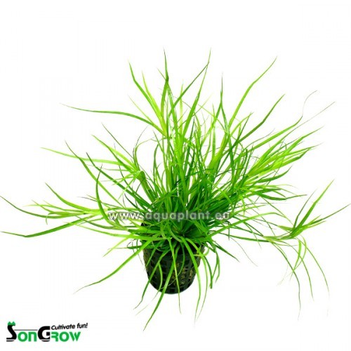 Juncus Repens - Jonc rampant en pot