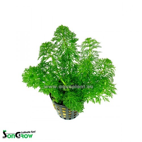 Limnophila sessiflora - Ambulie sessile en pot