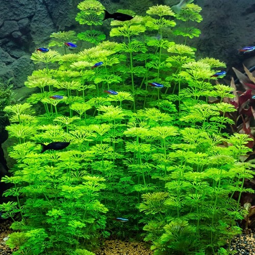 Limnophila sessiflora - Ambulie sessile en pot