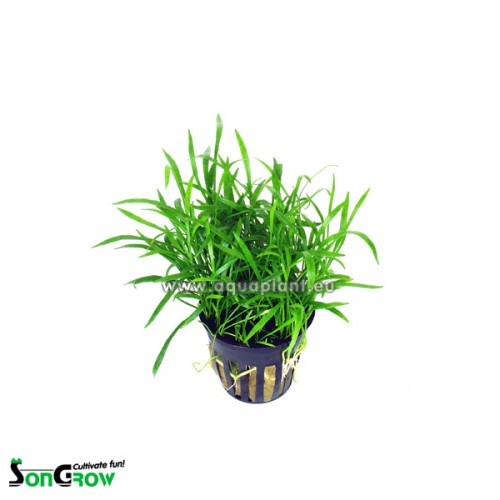 Lilaeopsis (novea zealandiae) - Faux tenellus en pot