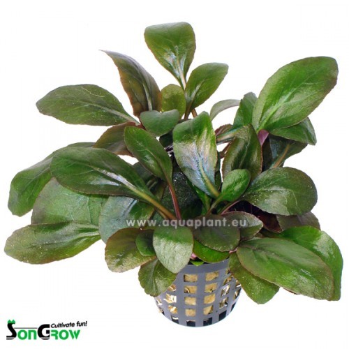 Lobelia cardinalis - Lobélie cardinal en pot