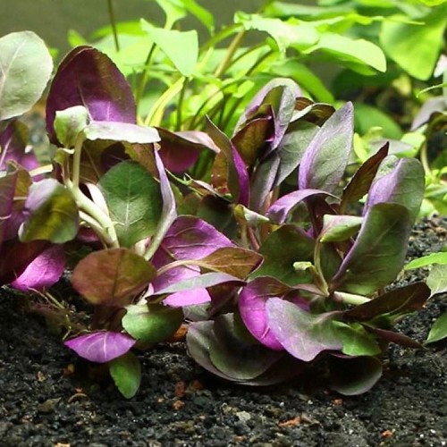 Lobelia cardinalis - Lobélie cardinal en pot