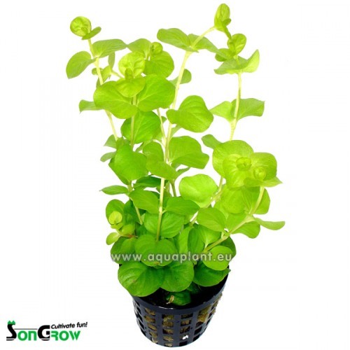 Lysimachia nummularia aurea - Herbe aux écus en pot