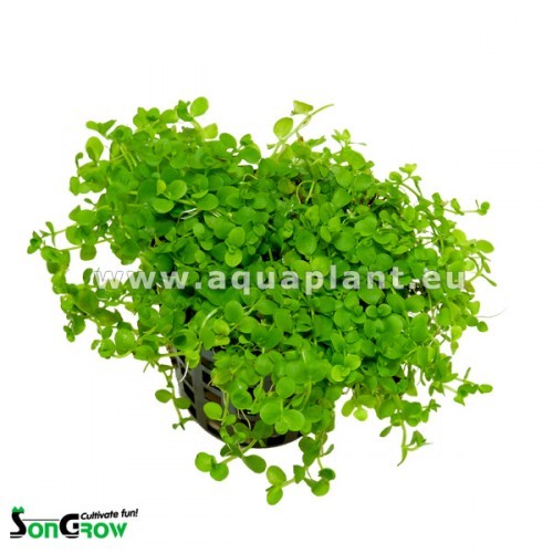 Micranthemum Monte Carlo en pot