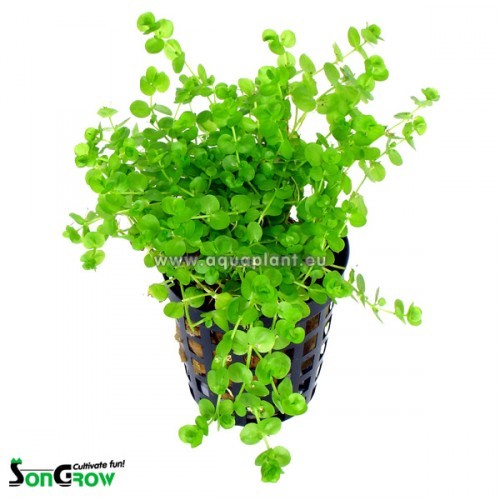 Micranthemum umbrosum avec pot en plastique