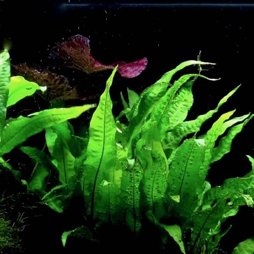 Microsorum pteropus - Fougère de Java en pot