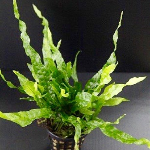 Microsorum mini en pot