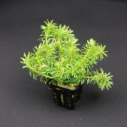 Rotala wallichii - Mayaca des Indes en pot