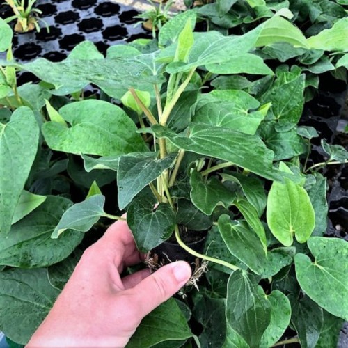 Saururus cernuus - Plante de Leiden en pot