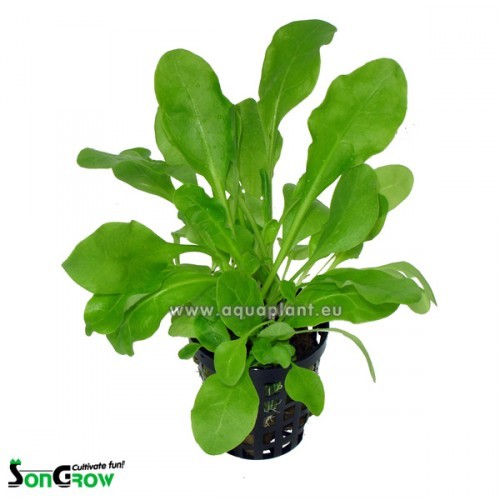 Samolus floribundus en pot