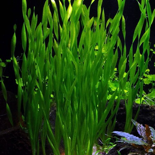 Vallisneria asiatica - Vallisnérie asiatique en pot