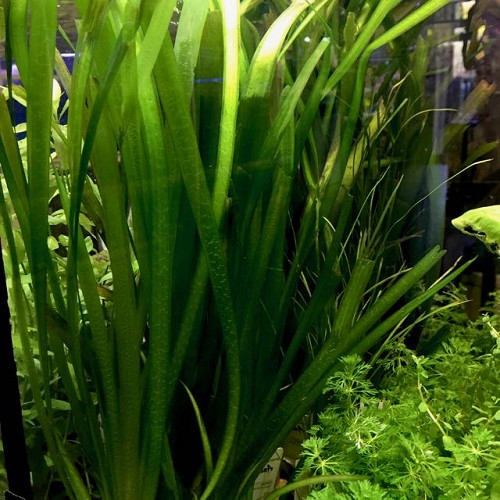 Vallisneria giganthea - Vallisnérie géante en pot