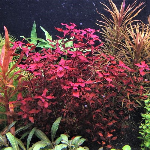 Ludwigia palustris avec pot en plastic
