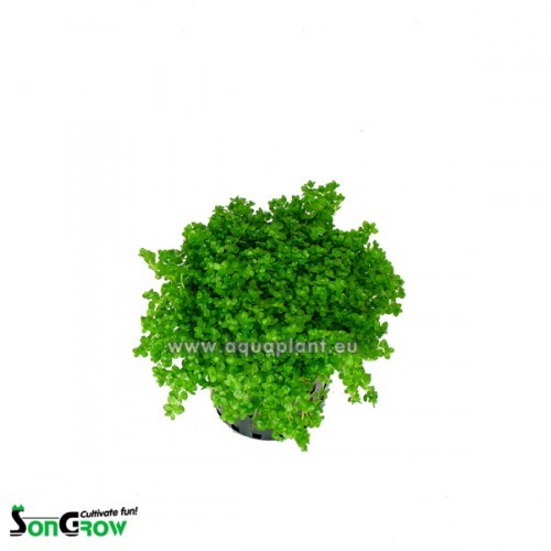 Hemianthus callitrichoides en pot