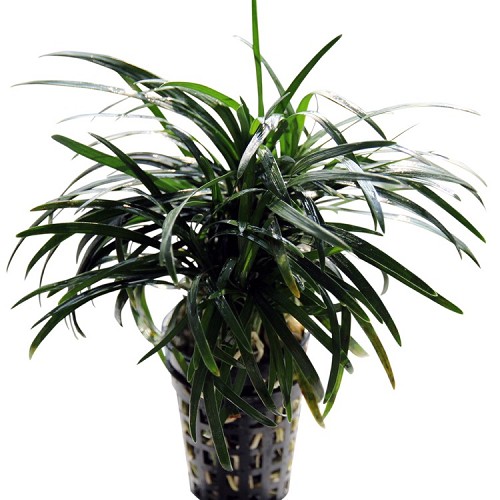 Ophiopogon kyoto en pot