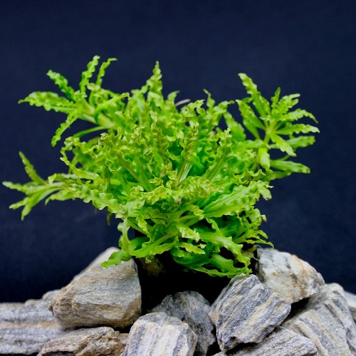 Pogostemon helferi - étoile de helfer en pot