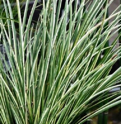 Acorus gramineus variegatus en pot