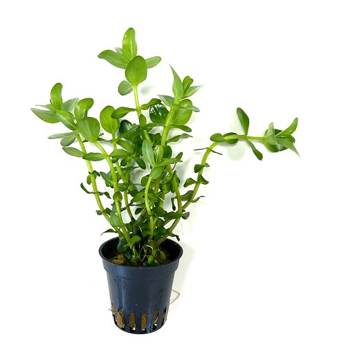Bacopa caroliniana - Herbe du pauvre homme en terra cotta pot