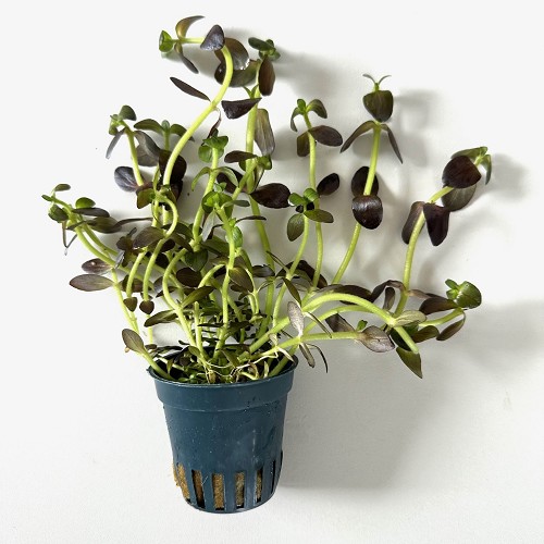 Bacopa salzmannii purple en pot