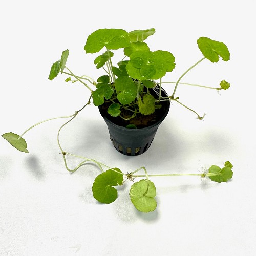 Hydrocotyle leucocephala - Hydrocotyle à tête blanche en pot