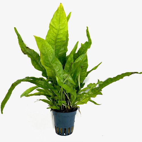 Microsorum pteropus - Fougère de Java en pot