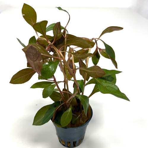 Ludwigia repens rubin in potd