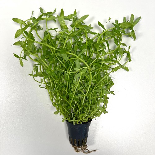 Gratiola viscidula en pot