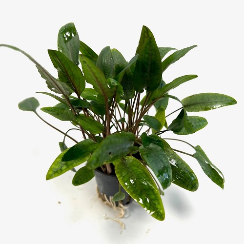 Cryptocoryne moehlmannii en pot