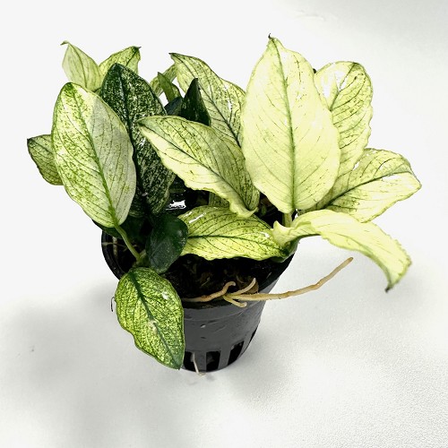 Anubias nana pinto en pot