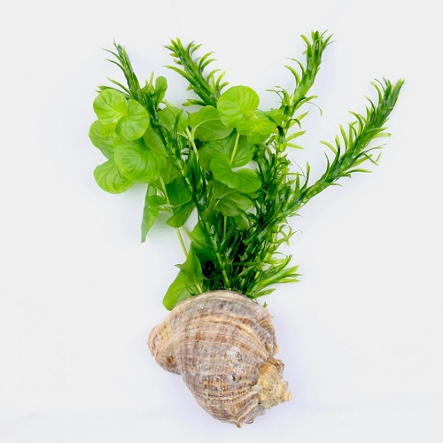 Bouquet mixé eau froide dans une coquille