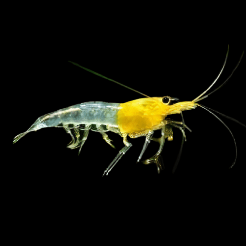 Neocaridina sp.yellow rili shrimp