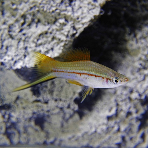 Xiphophorus helleri - Porte épée vert ML