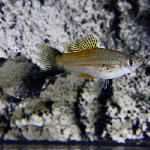 Xiphophorus helleri - Porte épée vert ML