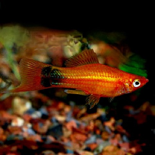 Xiphophorus helleri - Porte épée rouge Mickey mouse