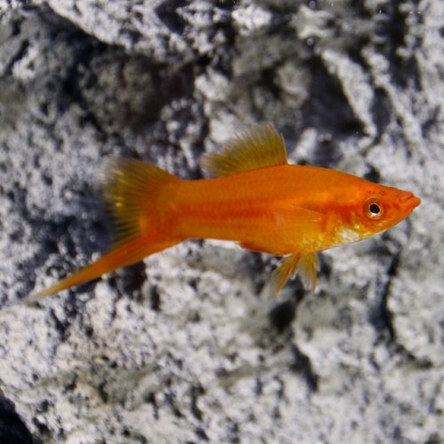 Xiphophorus helleri - Porte épée rouge ML