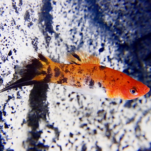 Xiphophorus helleri sanke - Porte épée sanke M