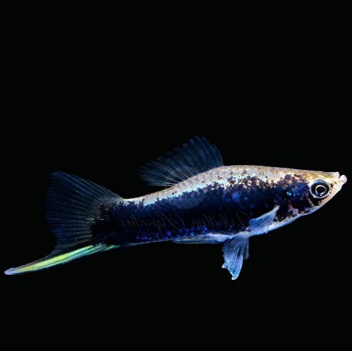 Xiphophorus helleri - Porte épée noir ML